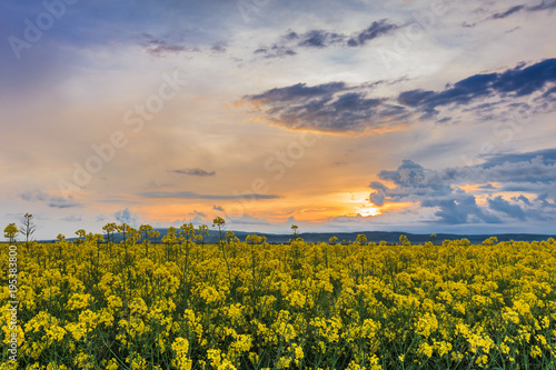 rape field at sunset