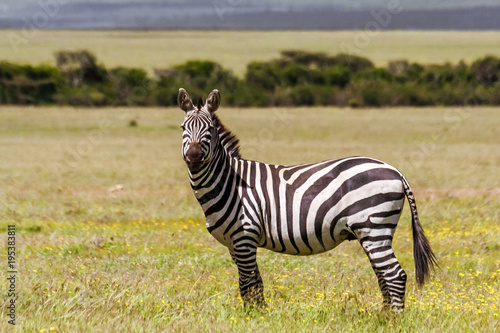 African plains zebras