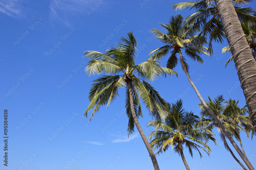 coconut palms and blue sky background
