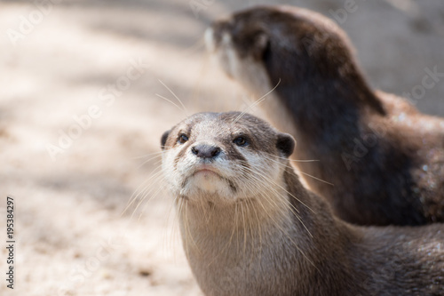 A Cute Small Clawed Otter Close up