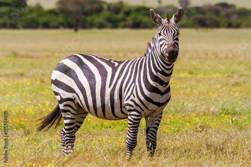 African plains zebras © Pierre-Yves Babelon
