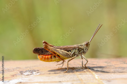 Chirping grasshopper © Jimmy R