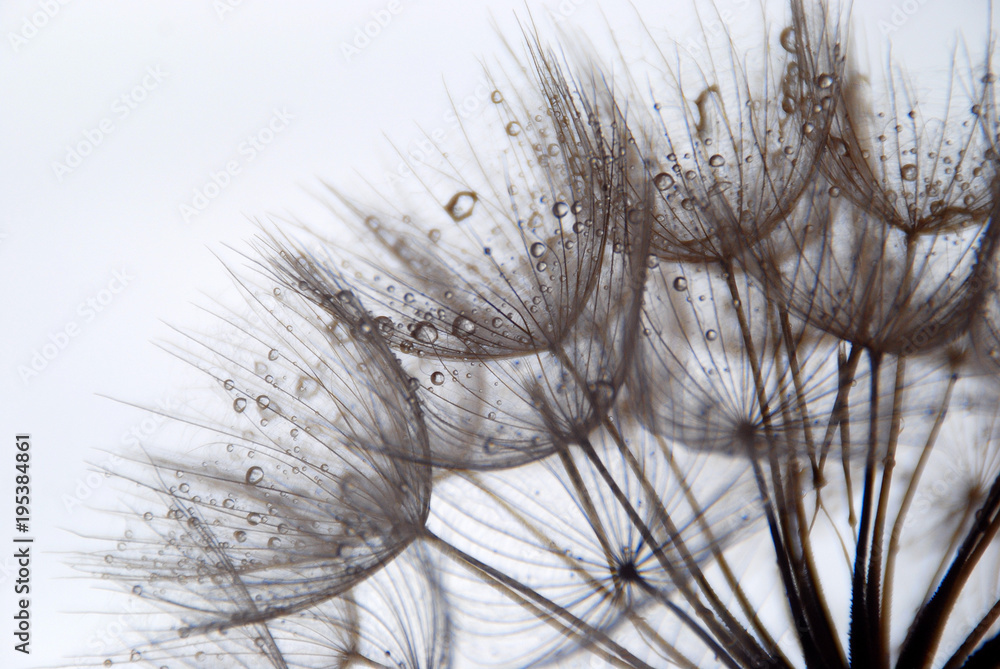 TARAXACUM. DIENTE DE LEÓN TARAXACUM. DIENTE DE LEÓN