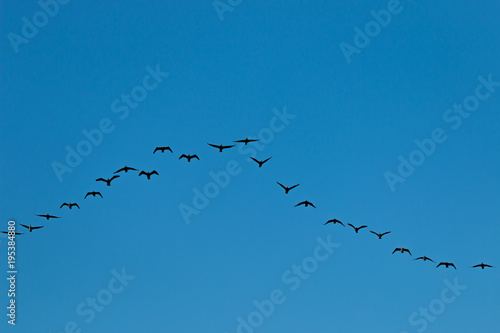 Birds cranes storks flying in a V shape formation. Isolated on white bright sky. Isolated on blue