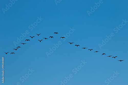 Photography Birds cranes storks flying in a V shape  formation