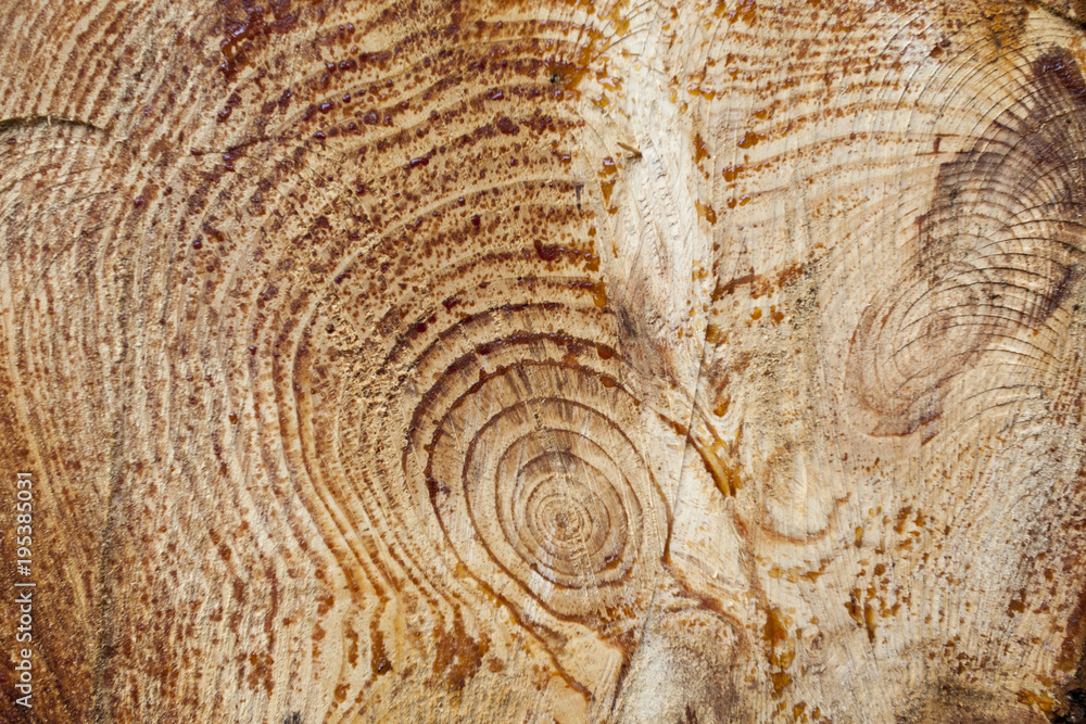 Naklejka premium Cut Wood