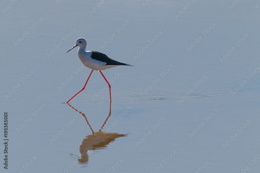 Obraz premium A Bird reflection in the water. It is walking or standing and appear to be merged in the reflection. The beak is touching the water The water is blue. The legs are red.