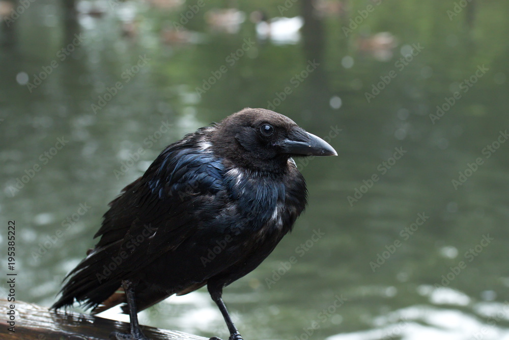 Obraz premium Krähe