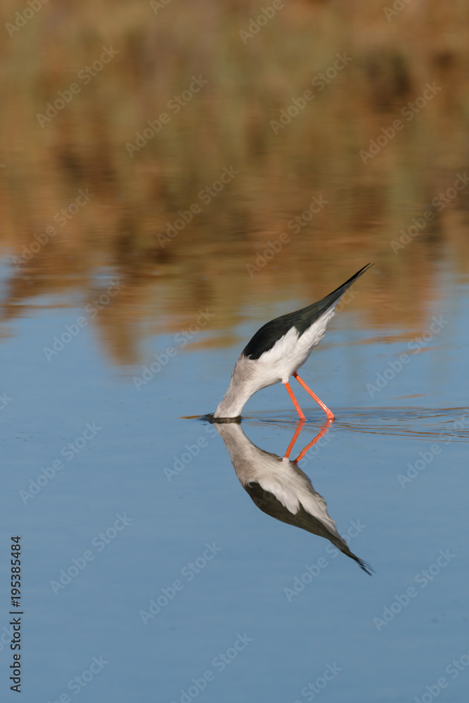 A Bird reflection in the water. It is walking or standing and appear to be merged in the reflection. The beak is touching the water The water is blue. The legs are red. A Bird reflection in the water. It is walking or standing and appear to be merged in the reflection. The beak is touching the water The water is blue. The legs are red.