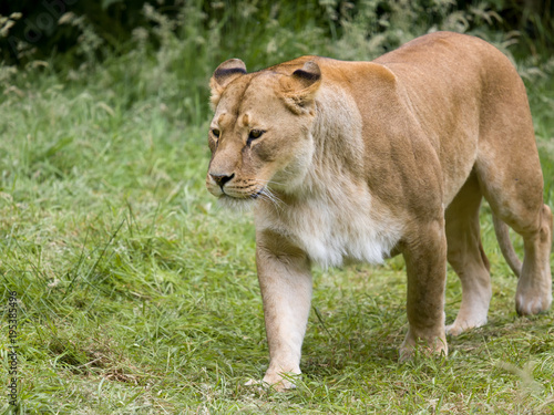 Female African lioness