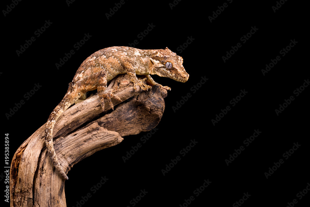 Gargoyle gecko isolated Gargoyle gecko isolated