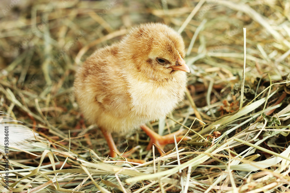 Farm. Studio photo of little chicken on the hay