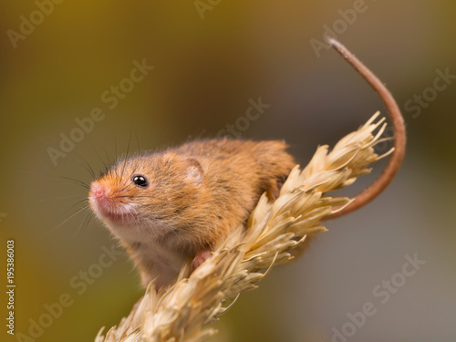 Smelling Harvest Mouse