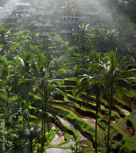 Tegallalang Rice Terrace