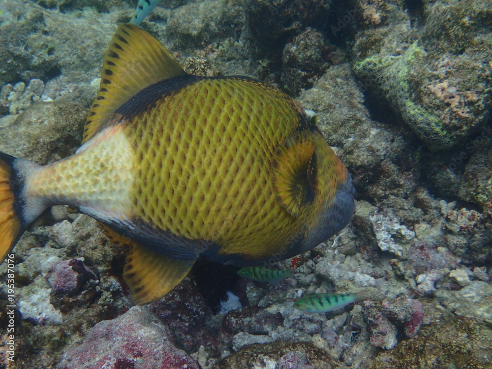 Gelbsaum-Drückerfisch und Lippfische Malediven Gelbsaum-Drückerfisch und Lippfische Malediven