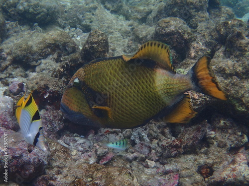 Gelbsaum-Drückerfisch, Falterfisch, Lippfisch Malediven © eickys