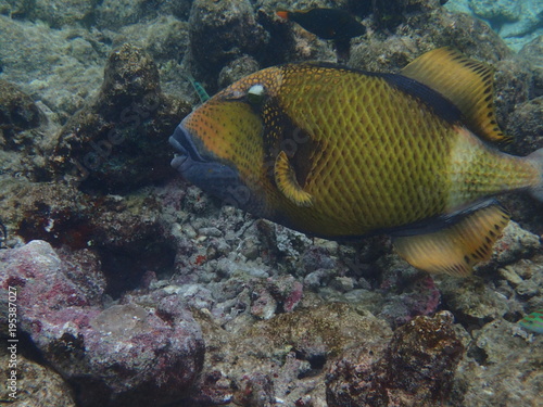 Gelbsaum-Dr  ckerfisch Malediven