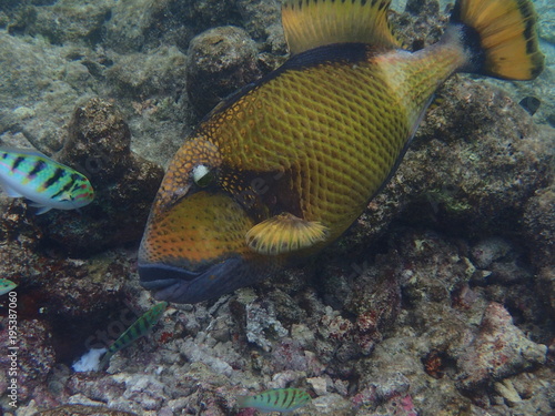 Gelbsaum-Drückerfisch und Lippfische Malediven