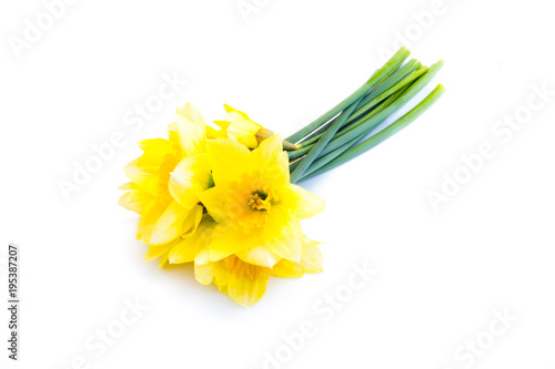 Fototapeta Naklejka Na Ścianę i Meble -  Narzisse narzissen osterglocke osterglocken isoliert freigestellt auf weißen Hintergrund, Freisteller