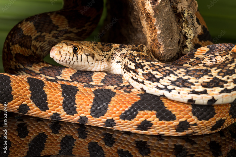 Fototapeta premium Crawling snake