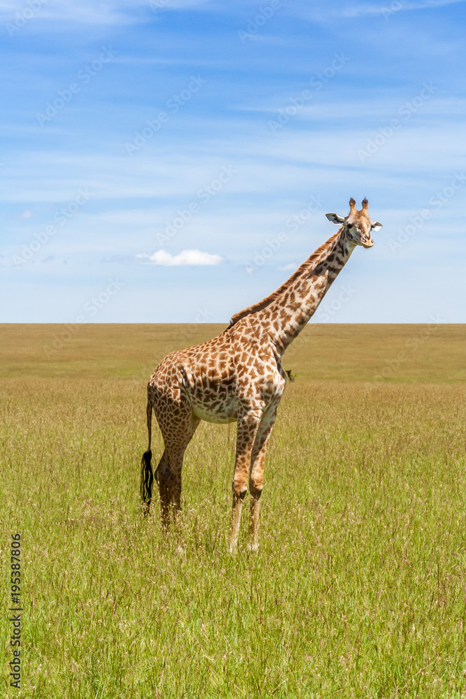Obraz premium Giraffe in the african savannah