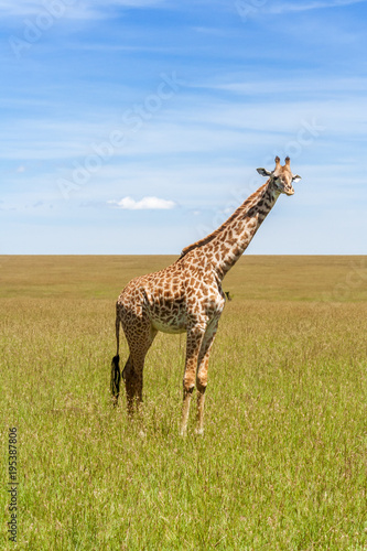 Giraffe in the african savannah