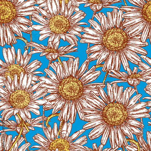 Seamless background of the flowering camomiles