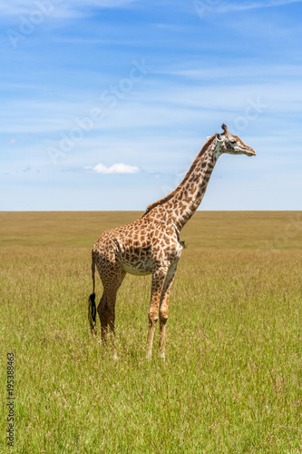 Giraffe in the african savannah