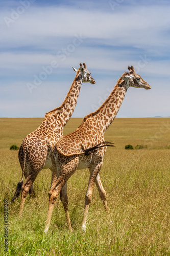 Two giraffes in the african savannah © Pierre-Yves Babelon