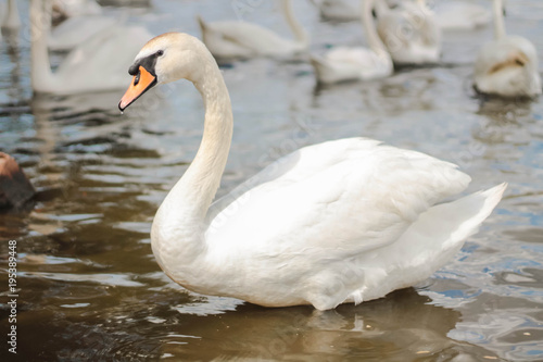 Fototapeta Naklejka Na Ścianę i Meble -  white swan in the lake