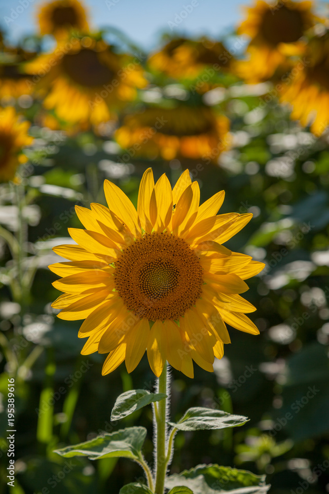 Obraz premium Sunflower in field