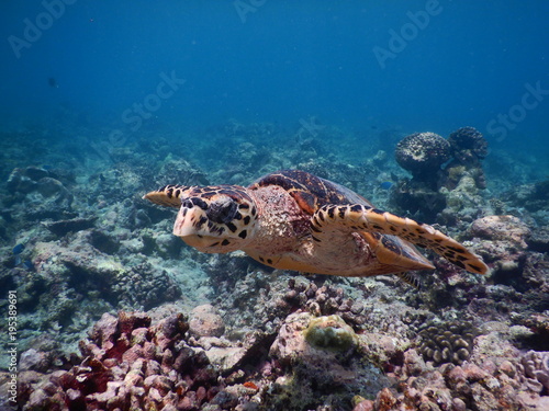 Echte Karettschildkröte Malediven