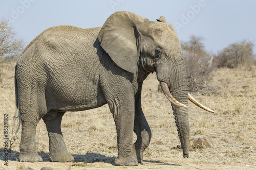 laterally portrait of elephant