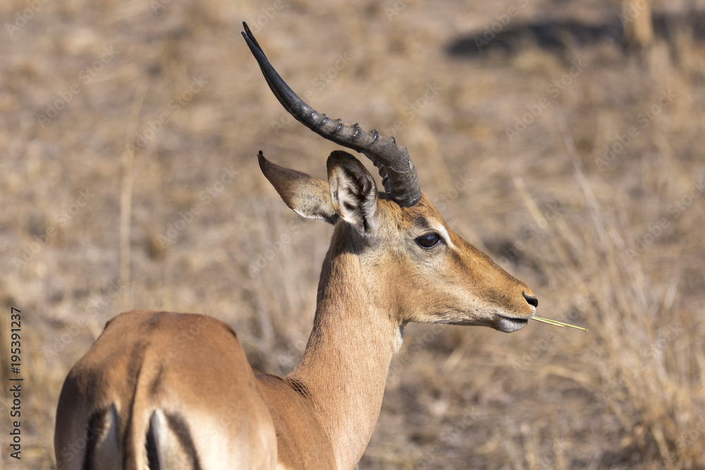 close up springbok eating grass close up springbok eating grass