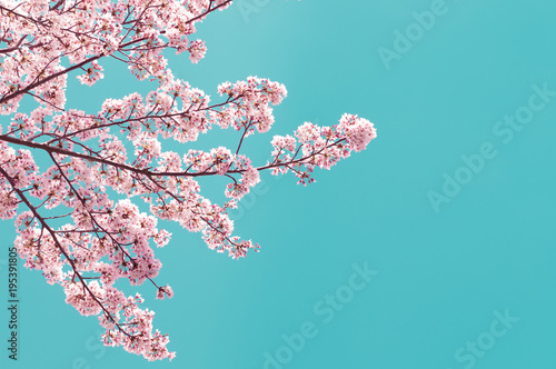 Vintage style of Cherry blossom sakura in spring.Japan