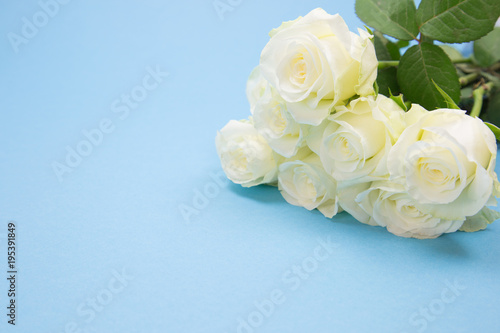 Bunch of beautiful white roses on blue background.