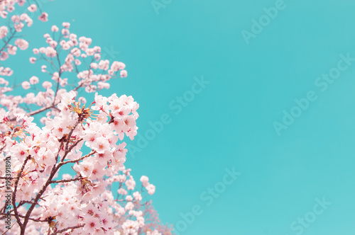 Fototapete Vintage style of Cherry blossom sakura in spring.Japan