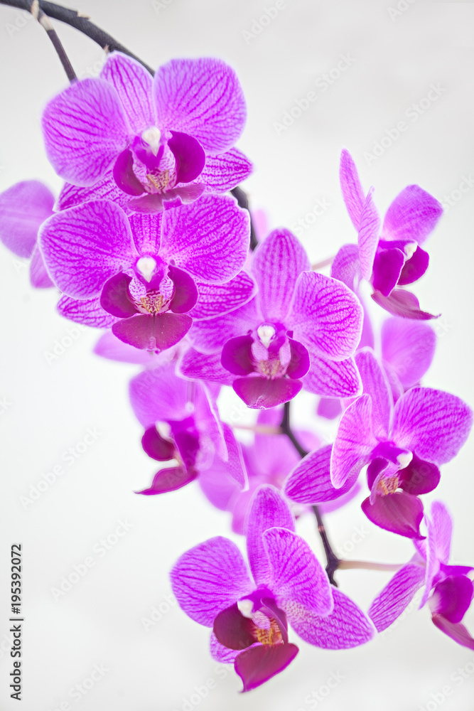 Obraz premium Beautiful rare orchid in pot on white background