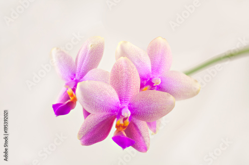 Beautiful rare orchid in pot on white background