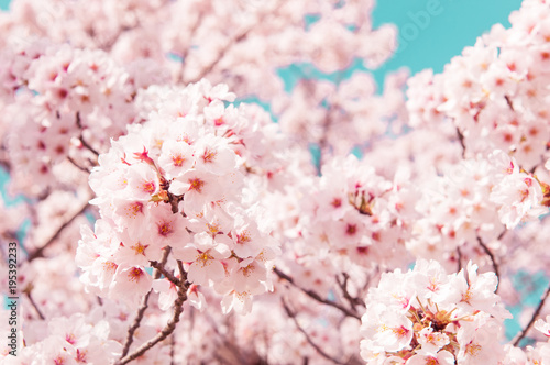 Vintage style of Cherry blossom sakura in spring.Japan