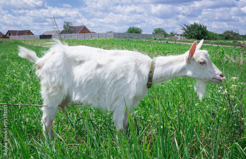 White adult goat grasses on summer meadow field at village