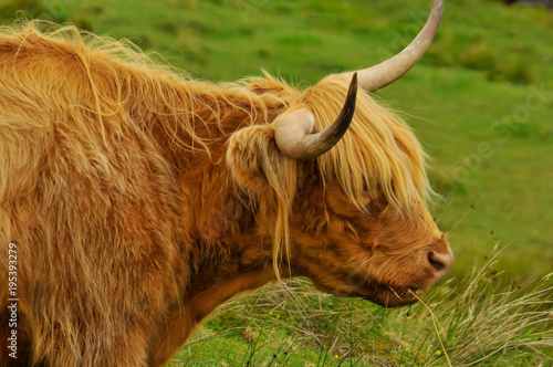 Típica vaca escocesa