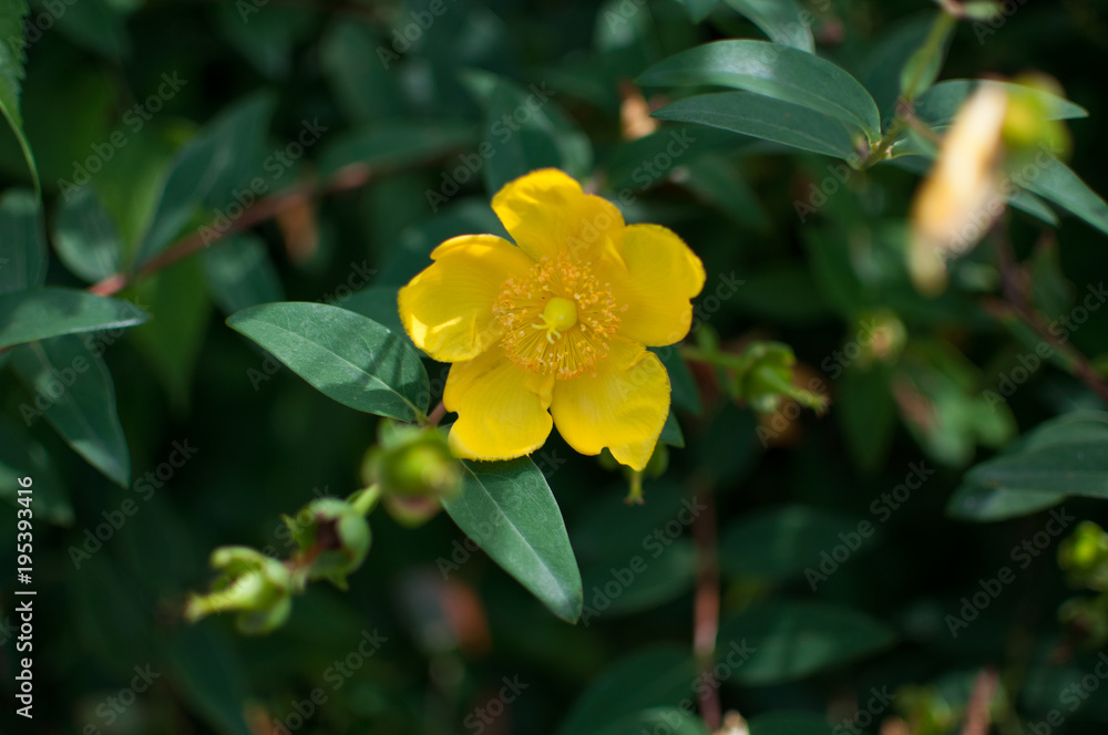 Fototapeta premium The yellow bloom of a jasmine bush.