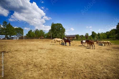 Horse ranch in Vukomericke gorice near Velika Gorica photo