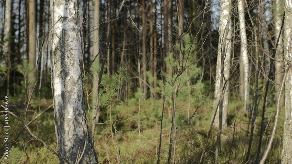 Dolly shot of a birch trees amongst spurce trees in spring Dolly shot of a birch trees amongst spurce trees in spring
