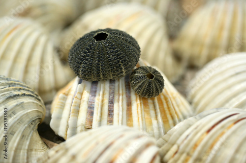 natural macro background - big atlantic bright white and yellow sea shells close up with sea urchin dark dry spine