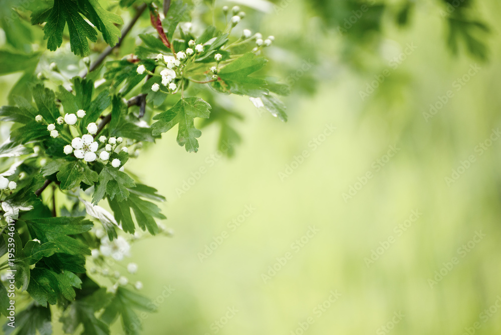White tender spring flowers frame. Seasonal natural floral hipster background
