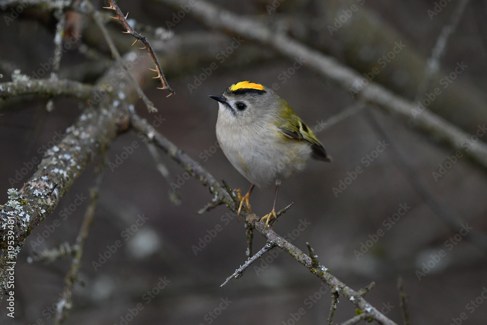 Wintergoldhähnchen Wintergoldhähnchen