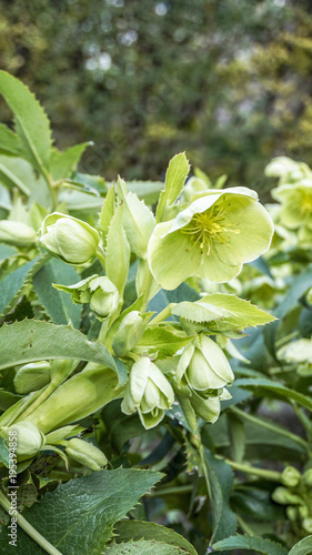 Helleborus Lividus closeup 8. photo