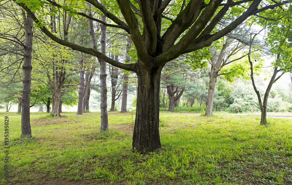 Solo Tree Solo Tree